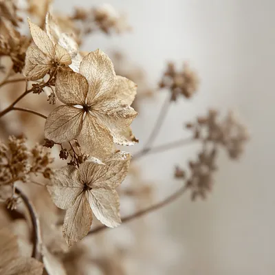 Boho Dried Hydrangea Petals in Soft Light