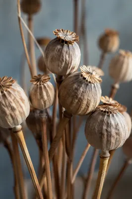 Boho Dried Seed Pod Arrangement