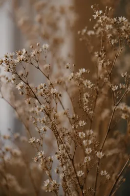 Boho Dried Flowers in Warm Neutral Light