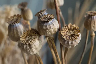 Boho Dried Seed Pod Arrangement