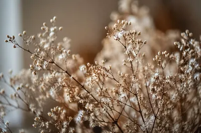Boho Dried Flowers in Warm Neutral Tones