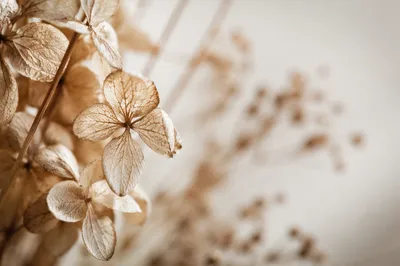 Boho Dried Flowers in Soft Window Light