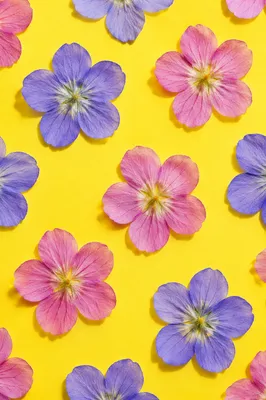 Seamless Pressed Flower Botanical Pattern