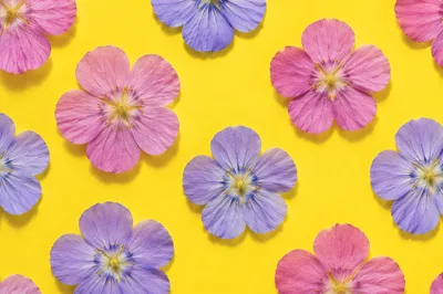 Seamless Pressed Flower Pattern on Lemon Yellow