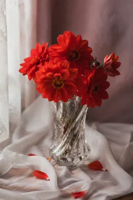 Red Orange Flower Vase Still Life