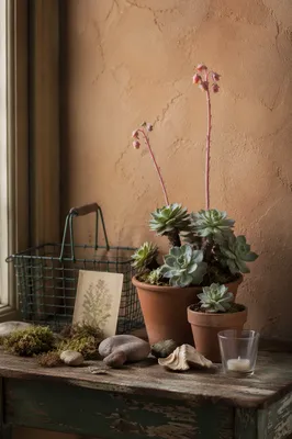 Peaceful Succulent Vase Table Still Life