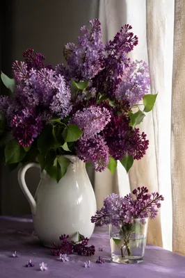 Spring Lilac Pitcher Still Life