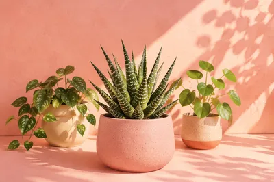 Pastel Indoor Plant Shelf with Succulent