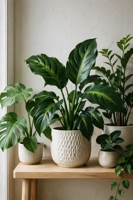 Minimalist Indoor Plants on Wooden Shelf