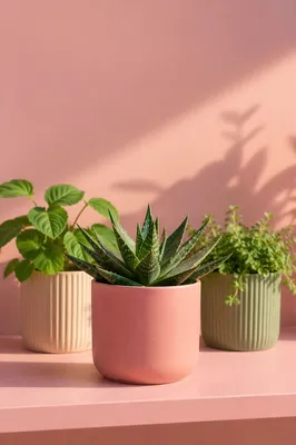 Pastel Indoor Plants on Minimal Shelf
