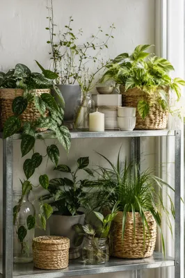 Airy Indoor Plant Shelf Still Life