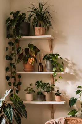 Cozy Indoor Plant Shelf Still Life