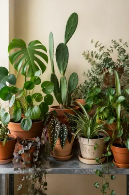 Indoor Plant Collection on Metal Shelf