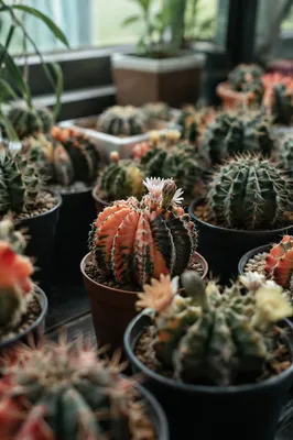 Flowering Succulents on Greenhouse Shelf