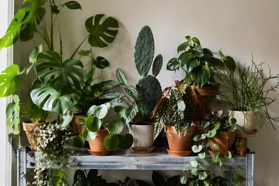 Indoor Plant Shelf with Terracotta Pots