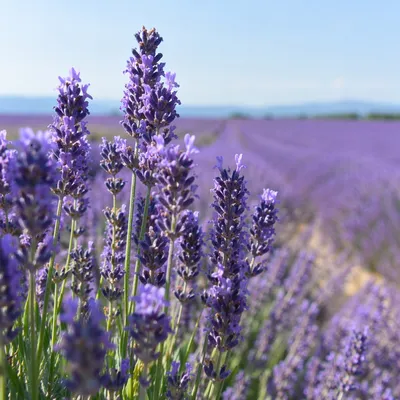 Sunlit Lavender Rows in Summer Bloom