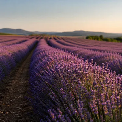 Golden Hour Lavender Rows in Bloom