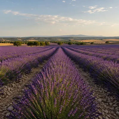 Sunlit Lavender Field Rows at Dusk