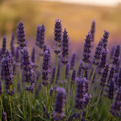 Golden Hour Lavender Field Close-Up