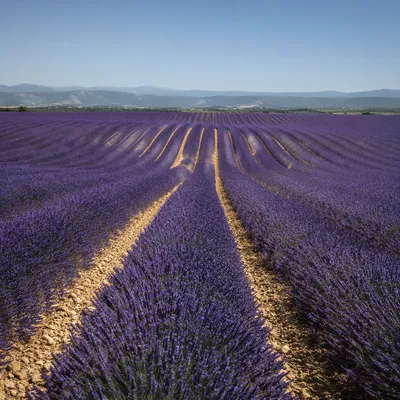 Blooming Lavender Rows Under Summer Sky