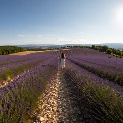 Lavender Rows Across Sunlit Countryside