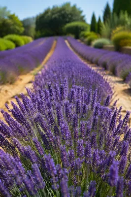Sunlit Lavender Rows in Summer Field