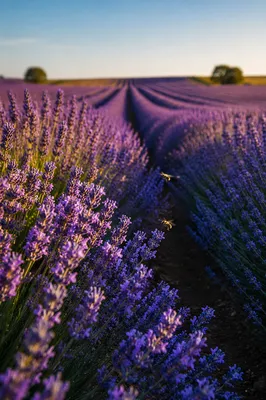 Golden Hour Lavender Rows in Bloom