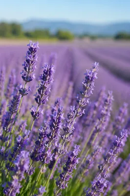 Sunlit Lavender Field with Purple Flower Rows
