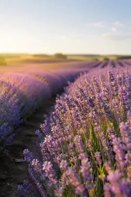 Golden Hour Lavender Rows in Bloom