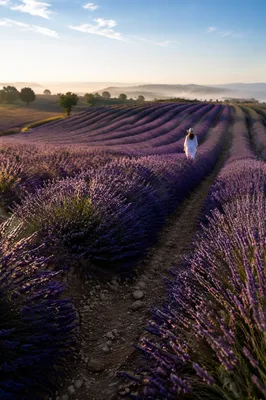 Golden Morning Lavender Field Path