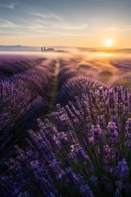 Sunrise Lavender Field with Distant Farmhouse