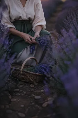 Quiet Lavender Field Gathering at Blue Hour