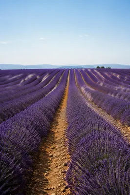 Vast Lavender Field Under Summer Sky