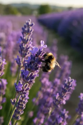 Bumblebee on Lavender Field in Golden Light