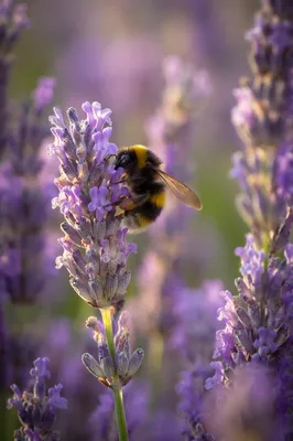 Bumblebee on Lavender in Golden Light