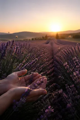 Prayerful Dawn in Fragrant Lavender Rows