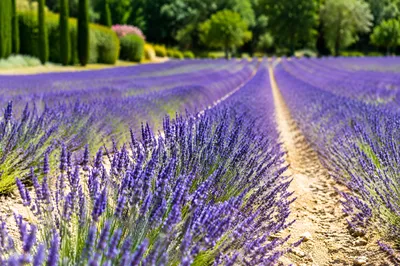Sunlit Lavender Rows in Summer Garden