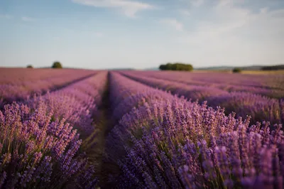 Golden Hour Lavender Rows in Bloom