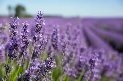 Morning Lavender Rows in Soft Sunlight