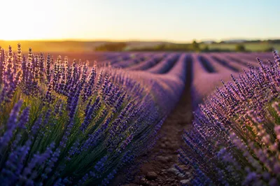 Golden Hour Lavender Rows in Bloom