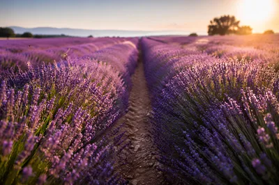 Golden Hour Lavender Rows in Bloom