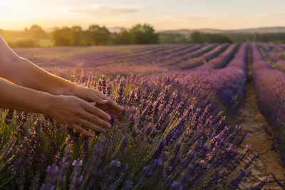 Golden Hour Lavender Field With Gentle Touch