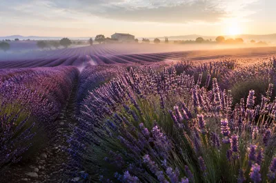 Sunrise Lavender Field with Distant Farmhouse