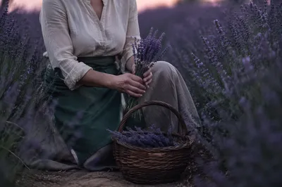 Person Holding Lavender in Evening Field