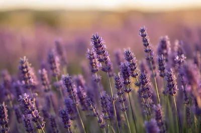Golden Hour Lavender Field Close-Up