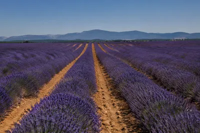 Blooming Lavender Rows Under Summer Sky