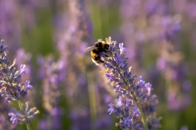 Bumblebee on Lavender in Golden Light