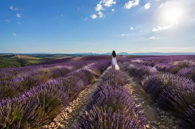 Sunlit Lavender Rows in Rolling Countryside