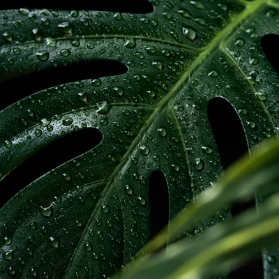 Dewy Monstera Leaf on Black Background