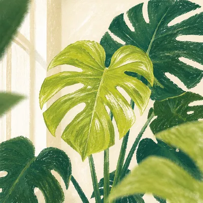 Fresh Green Monstera Leaf Botanical Closeup